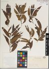 Foto von Salix jessoensis Seemen